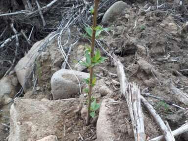 Subvention FRQNT: inventorier le carbonne forestier| Réseau CCTT