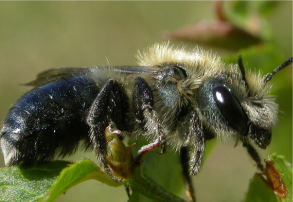 Évaluer l’efficacité de pollinisation de l’Osmia pour les serres de tomates dans les communautés nordiques