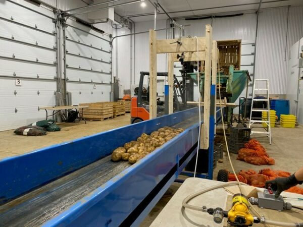 Conserver les pommes de terre en entrepôt plus longtemps grâce à l’épinette noire