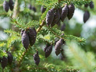 Extraction et formulation d’un antimicrobien issu de la forêt boréale pour une  utilisation en agriculture