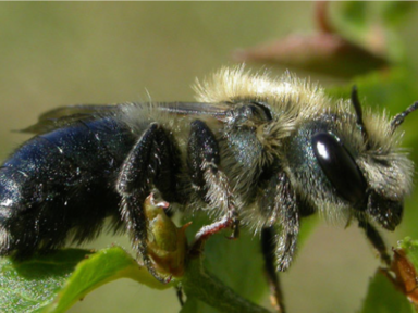 Évaluer l’efficacité de pollinisation de l’Osmia pour les serres de tomates dans les  communautés nordiques
