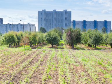 Agriculture urbaine: définition, analyse et innovation
