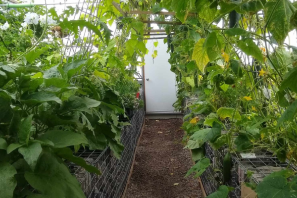 Communique CISA decarbonation