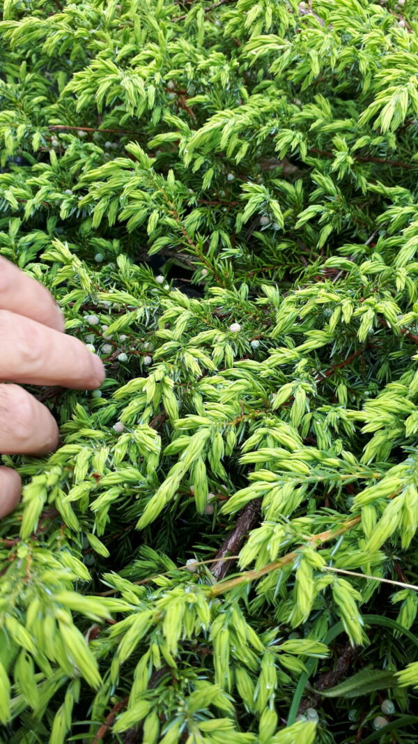 Felix Primeau Bureau 2