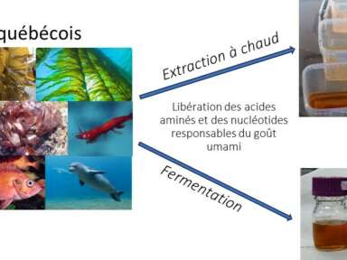 Valorisation des produits marins du Québec par l’exploitation de leurs composés umami