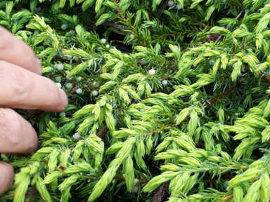 Optimisation des pratiques d’implantation de deux cultures pérennes au Bas-Saint-Laurent : le noisetier hybride et le genévrier