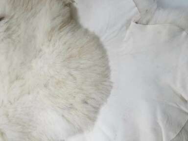 Les peaux de mouton : de déchet à produit écoresponsable