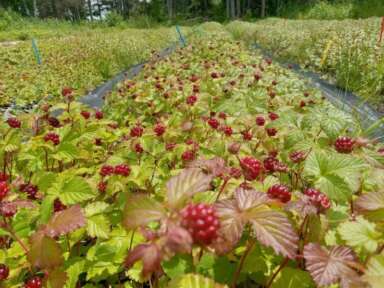 Lumière sur l'innovation et la passion de la recherche : Ève-Catherine Desjardins, chercheuse au CEDFOB
