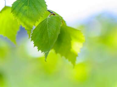 4 exemples de projets de développement durable au Québec