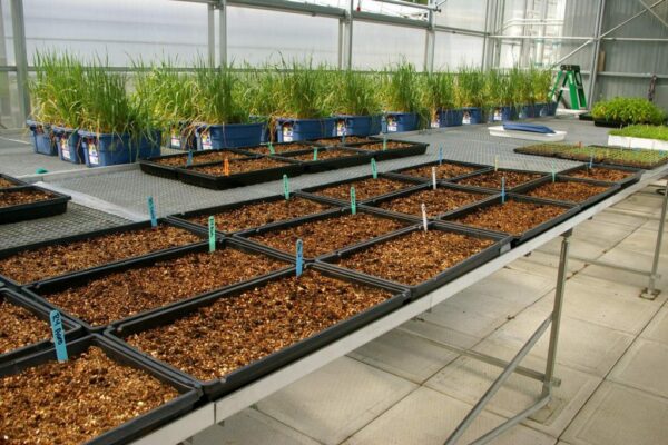 Biopterre-CCTT-en-developpement-de-bioproduits